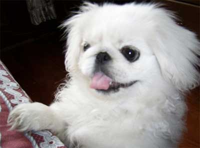 哺乳期狗狗饲料量应酌情增加